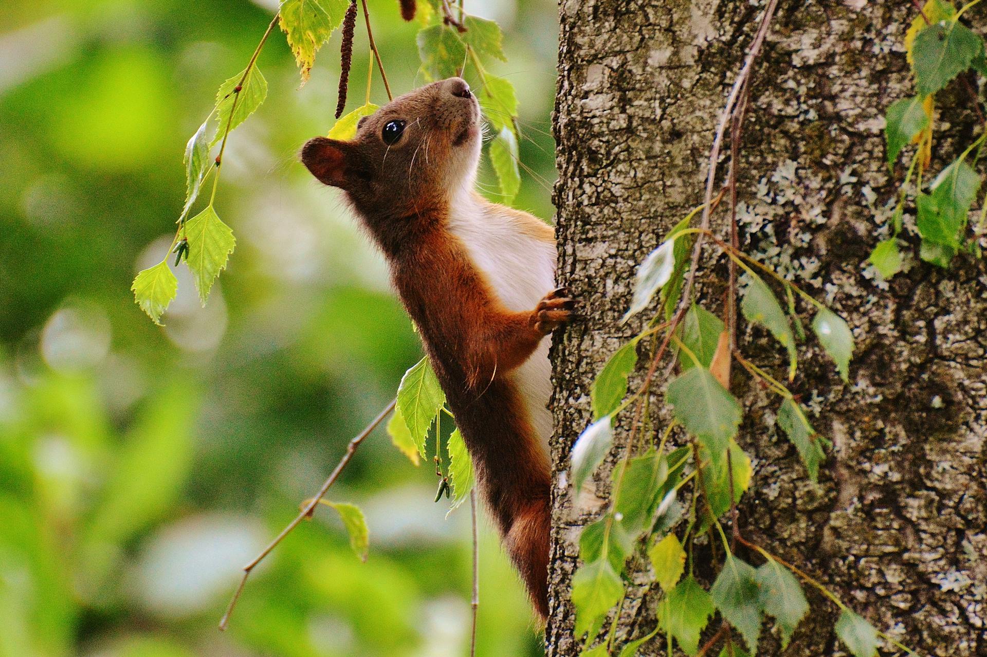 Brown and White Animal on Brown Tree