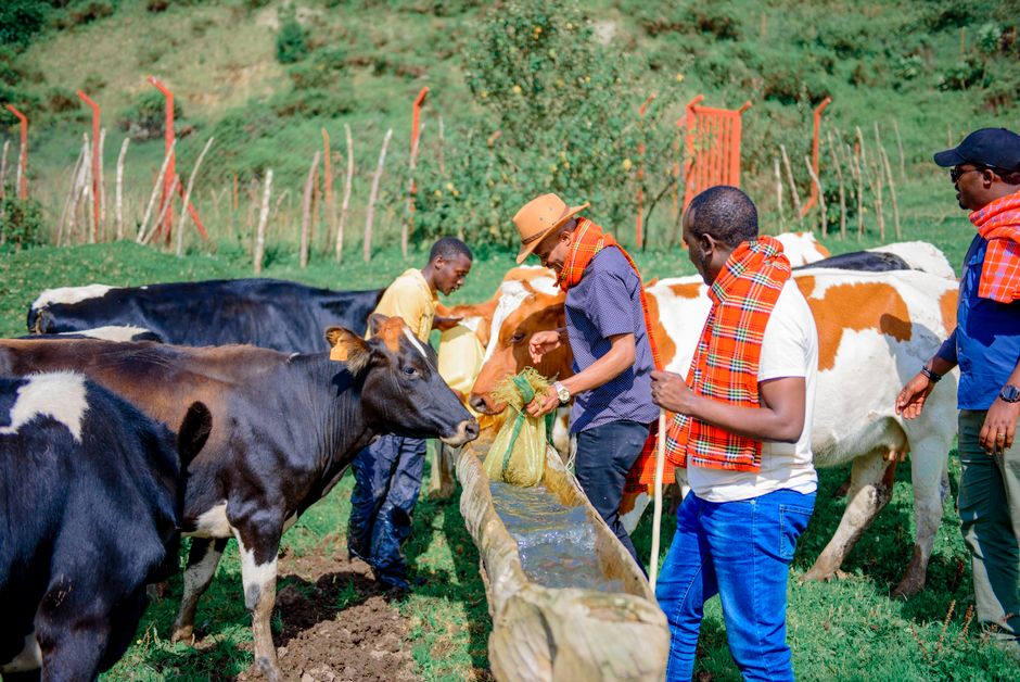Farmers watering cattle at a trough in a green pasture, East Africa.