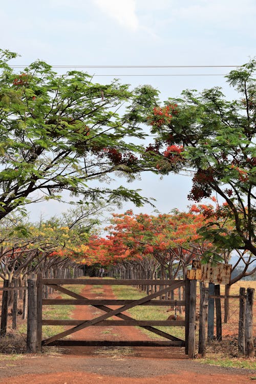 Wooden Gate in Countryside