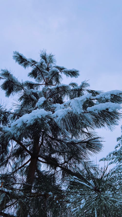 Kostenloses Stock Foto zu aufnahme von unten, baum, bedeckt