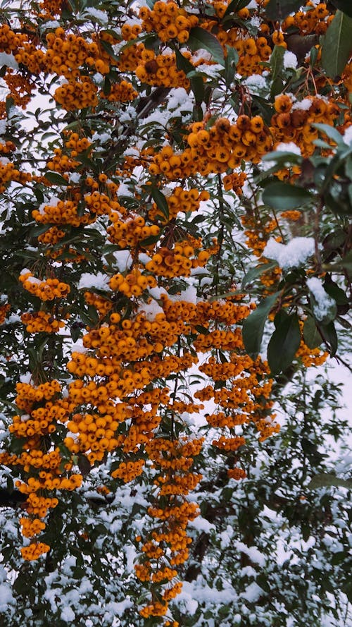 Immagine gratuita di abbondanza, albero, arancia