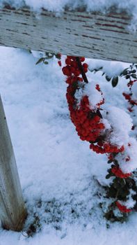 Close-up of red berries on a snow-covered branch during winter, symbolizing nature's resilience.
