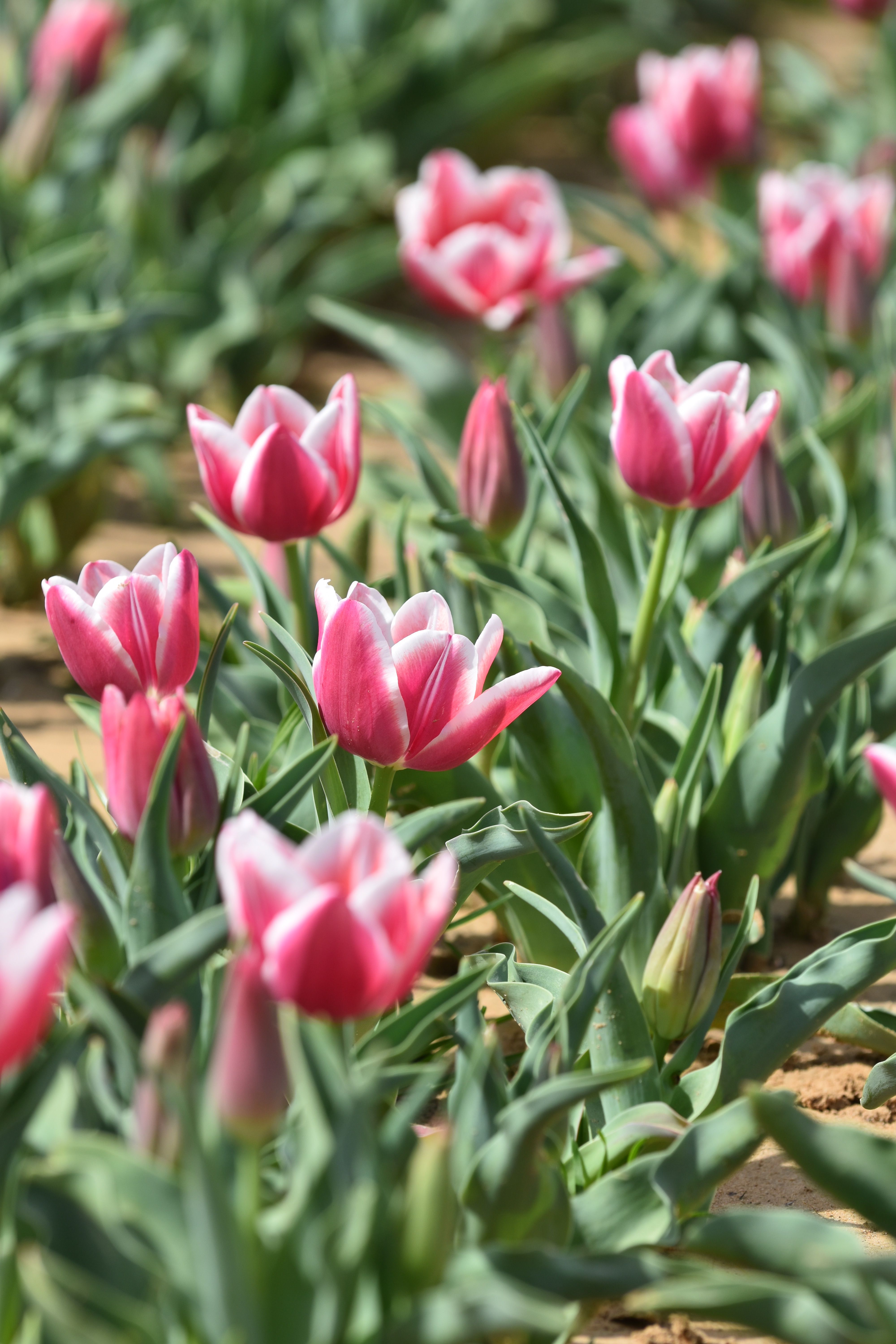 Close up of Pink Tulips · Free Stock Photo