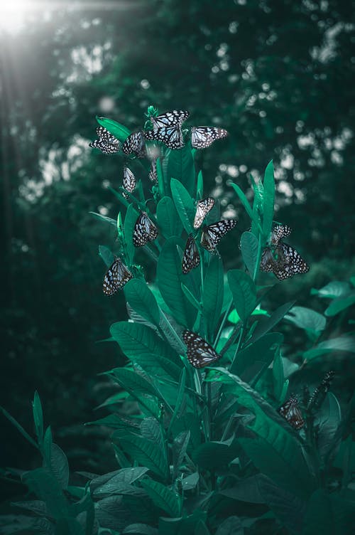 Free stock photo of butterfly, butterfly on a flower, clouds