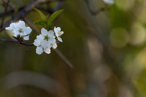 Close-up of Cherry Blossom