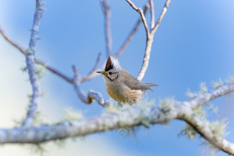 Bird On Branch