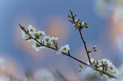 Бесплатное стоковое фото с весна, ветвь, веточка