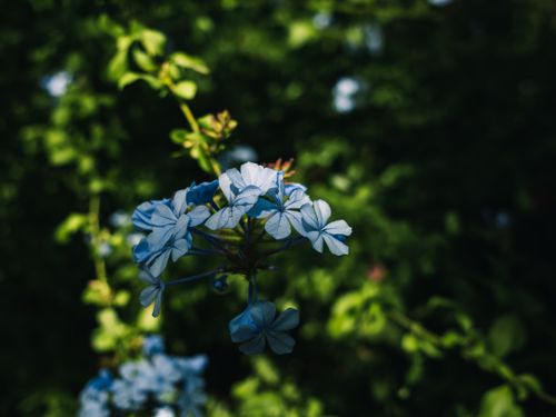 Free Vibrant blue flowers illuminated by sunlight amidst lush green foliage. Stock Photo
