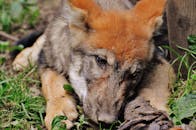 一只可爱的狼幼崽在草地上休息，展现出它顽皮又可爱的天性