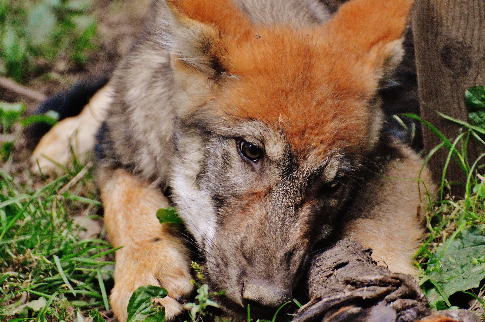 Cute Wolf Photos, Download The BEST Free Cute Wolf Stock Photos & HD Images