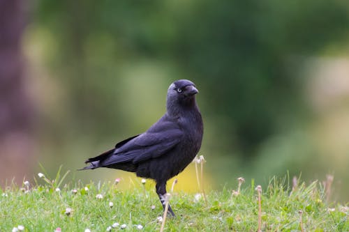 Foto profissional grátis de animais selvagens, animal, ave