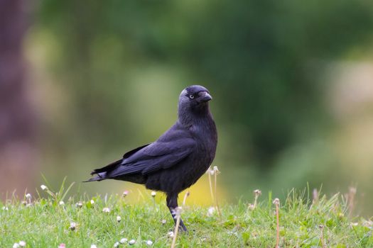 Choucas des tours - corvus monedula