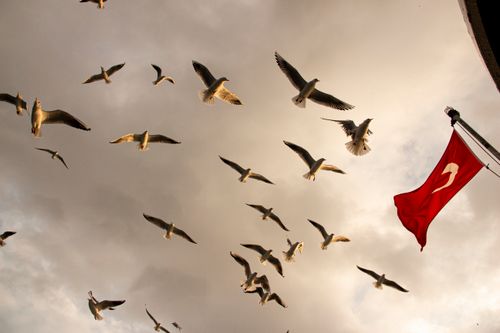 Free Seagulls soar against an overcast sky beside the Turkish flag. Stock Photo