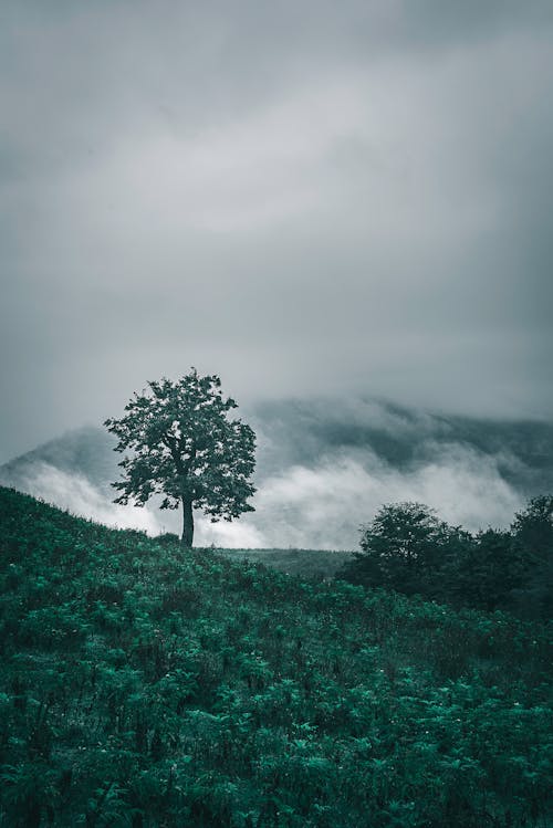 Free stock photo of clouds, forest, jungle