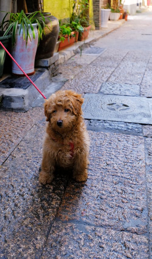 A Cute Brown Dog on a Leash on a Pavement 