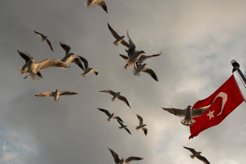 Seagulls Flying around a Turkish Flag 