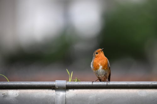 European Robin on the Gutter 