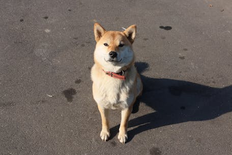 Cute Shiba Inu dog sitting on a sunlit asphalt road, displaying its characteristic fluffy tail and charming face.