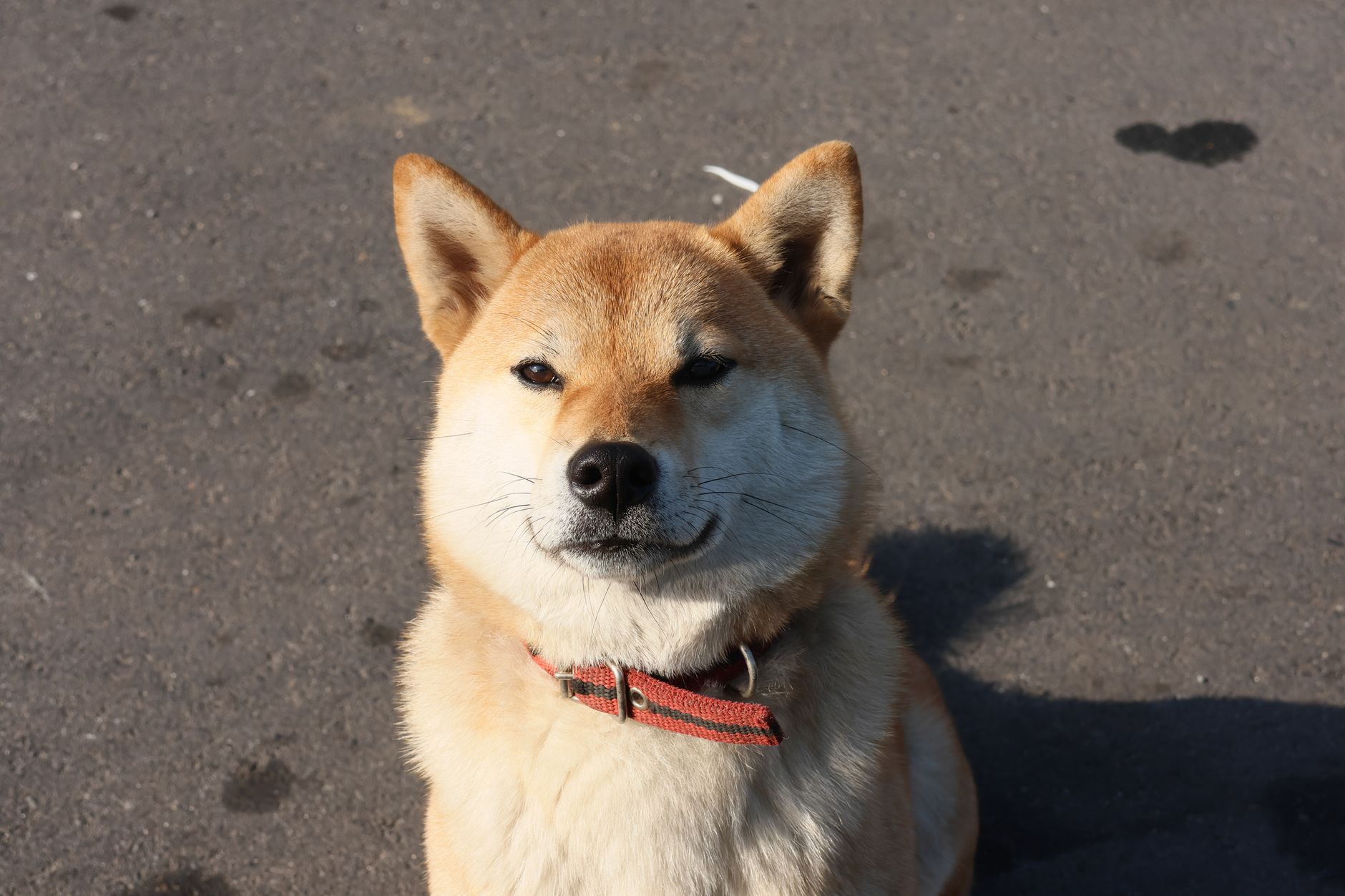 Cute Shiba Inu dog sitting on asphalt under sunlight, showcasing its fluffy coat and adorable expression.