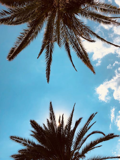 Kostnadsfri bild av blå himmel, himmel, kokospalmer