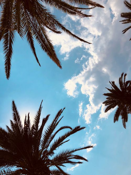 Free Palm trees silhouetted against a bright blue sky with clouds, captured in Jezerane, Croatia. Stock Photo