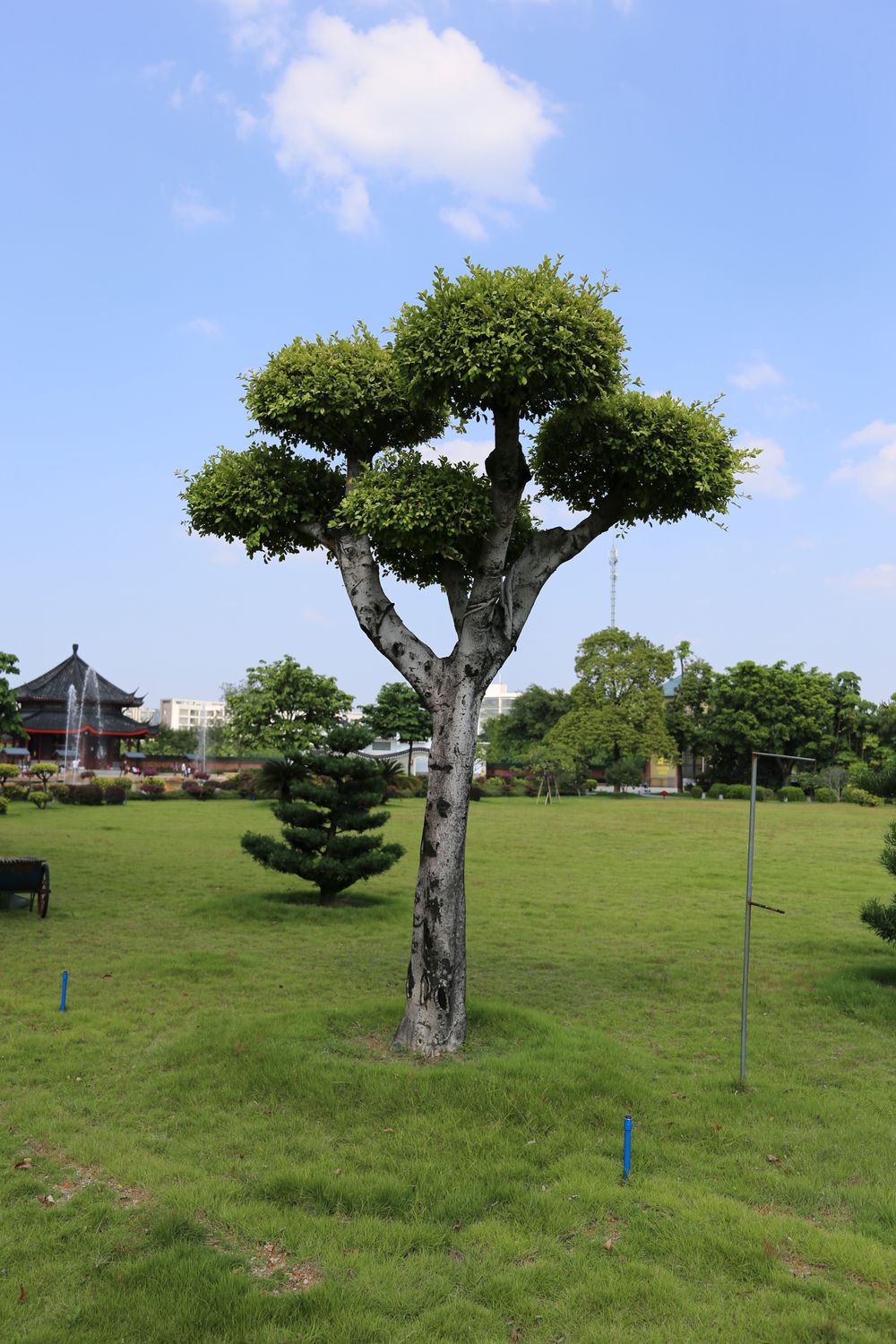 Trees and Shrubs in a Chinese Garden · Free Stock Photo
