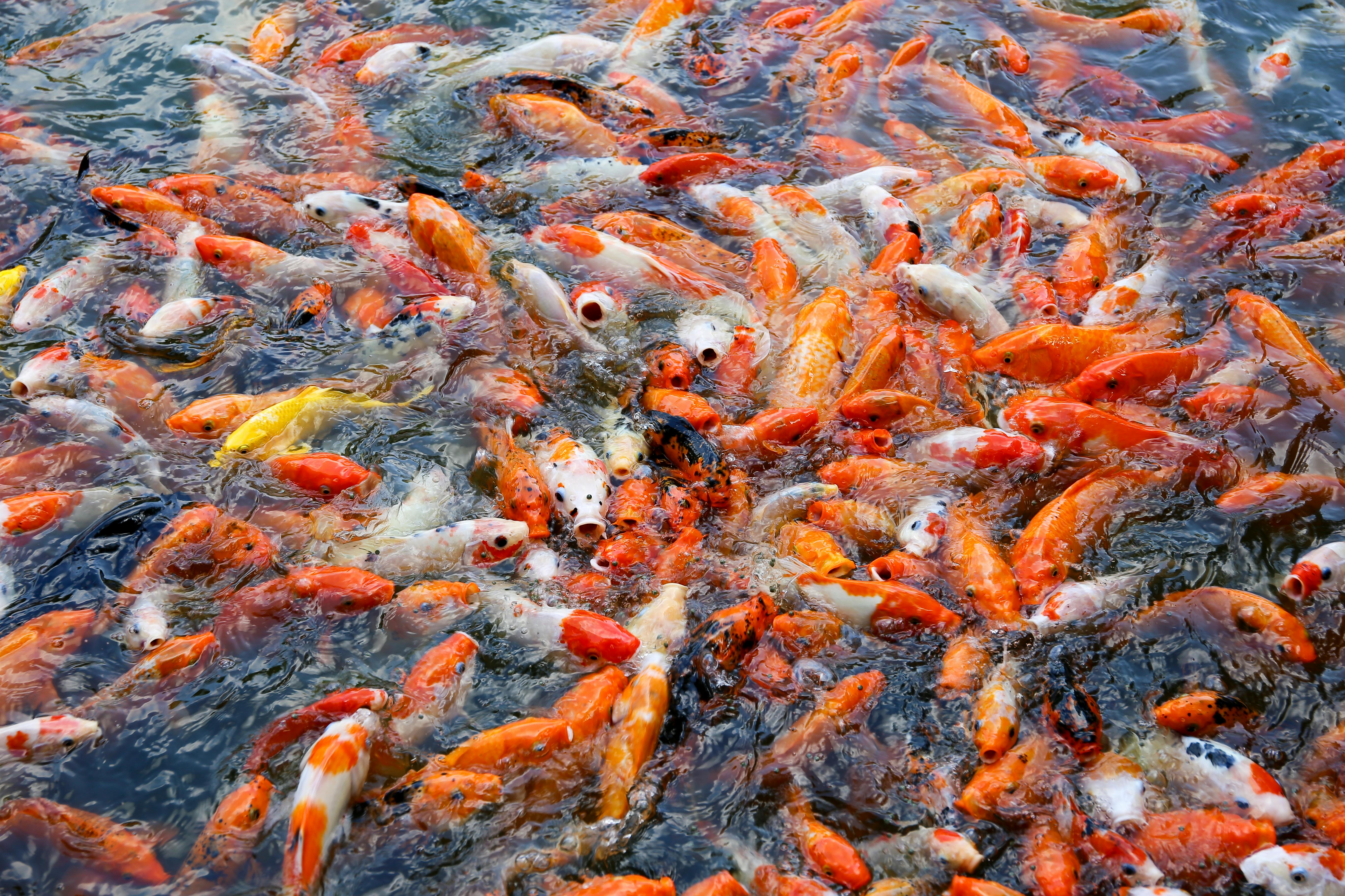 Free stock photo of aquarium, aquatic, carp Stock Photo