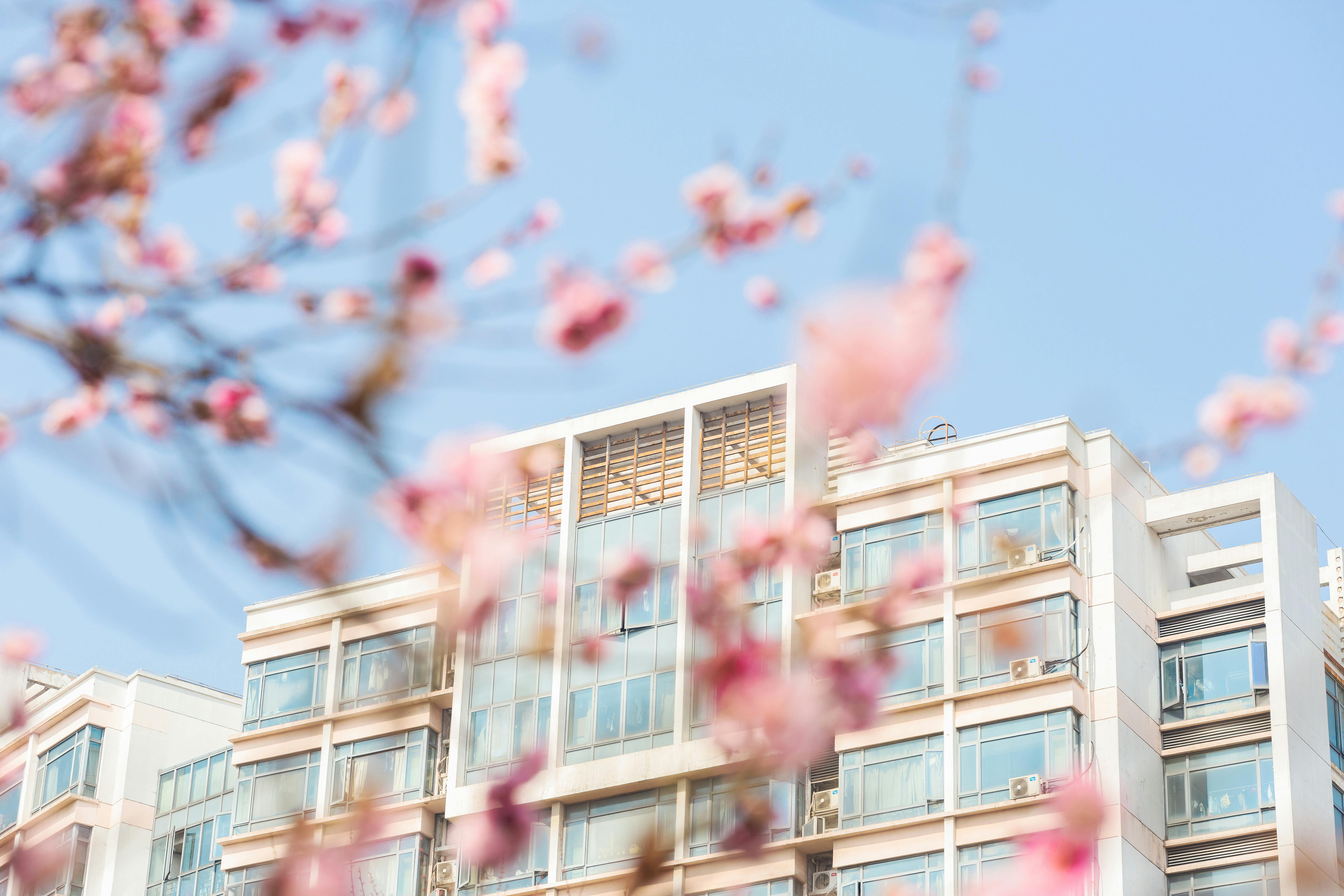 Low angle view of cherry blossoms framing a modern building with clear blue sky background.