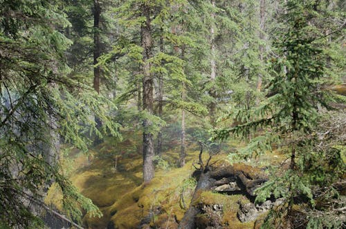 Coniferous Forest in Jasper National Park