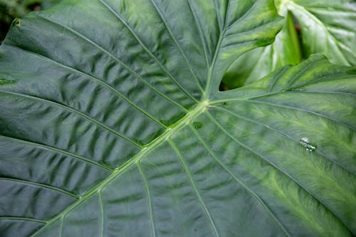 Close up of Leaf