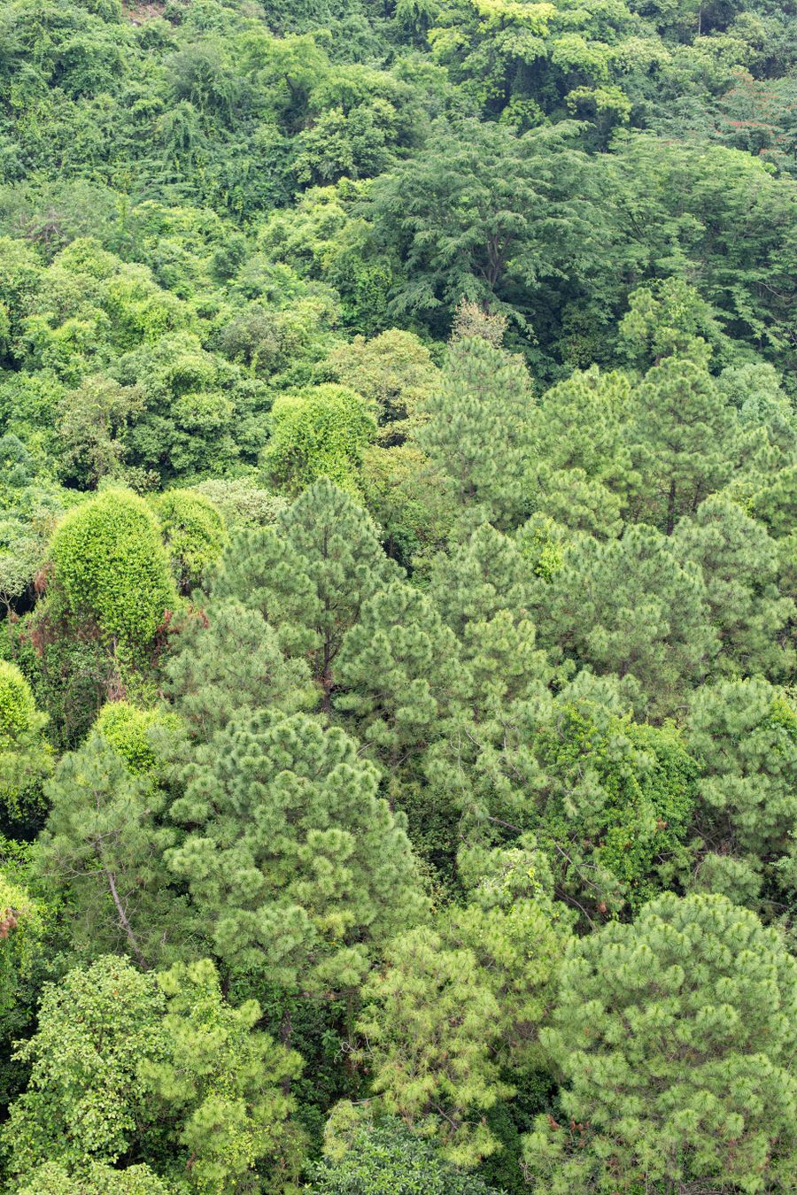 Aerial view of a dense green forest canopy — photo by fei wang on Pexels
