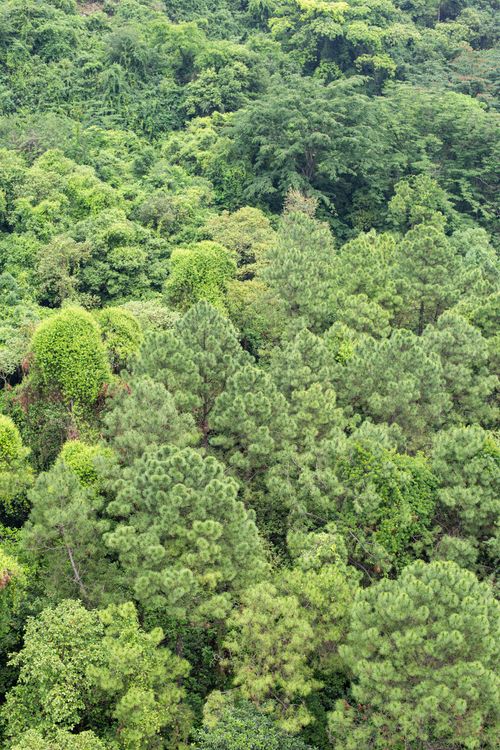 Free A vibrant aerial view of a dense green forest with various tree species. Stock Photo