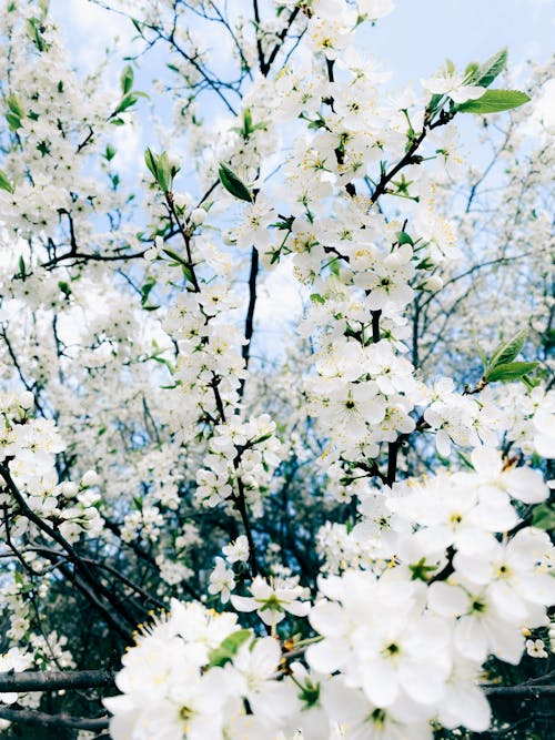 Fotos de stock gratuitas de árbol floreciente, cerezos en flor, crecimiento