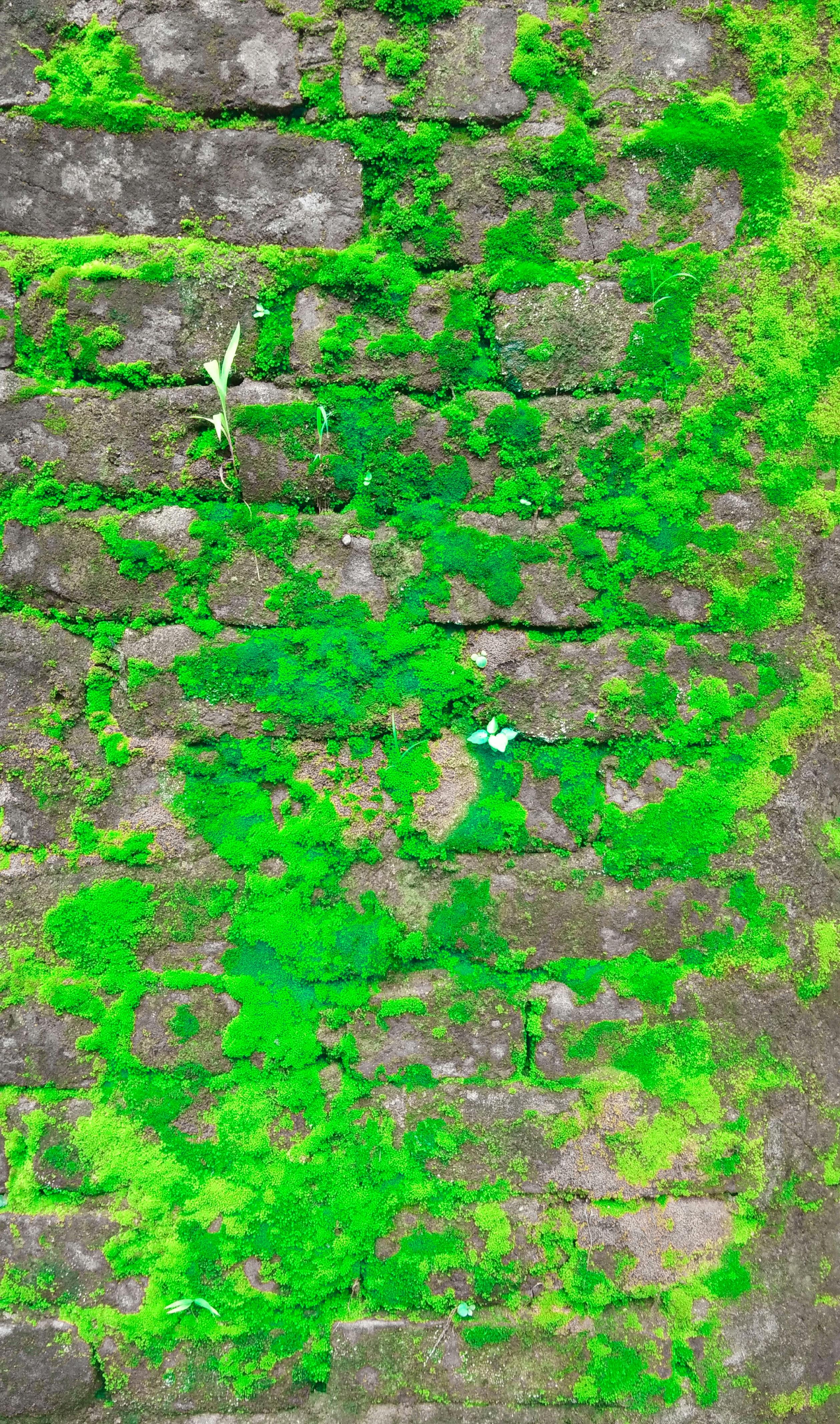 Free Stock Photo Of 4k Wallpaper Beauty In Nature Grass On Wall