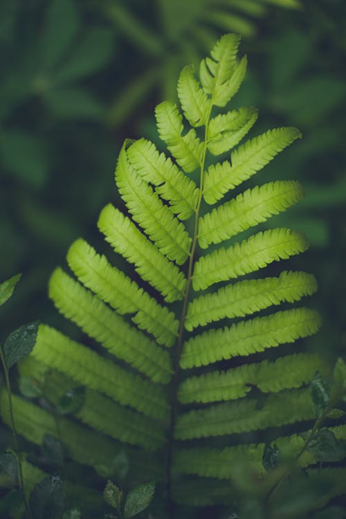 Fotobanka s bezplatnými fotkami na tému 2020 tapety, daucus carota, prihlášky