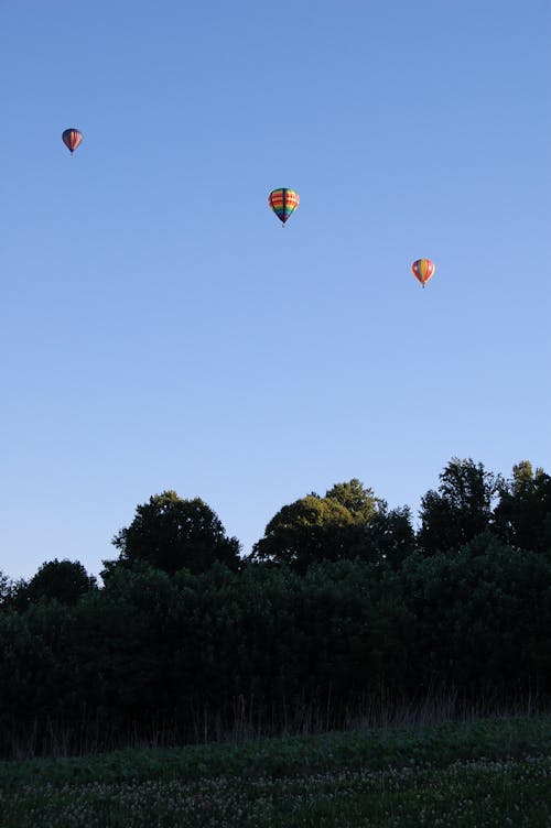 Balloons Flying Above Trees 