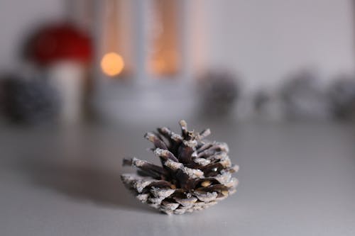 Free Brown Pinecone On Surface Stock Photo