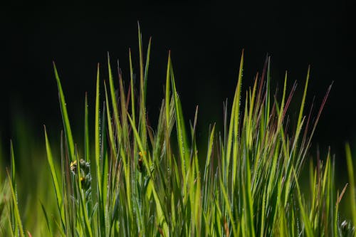 Close up of Grass 