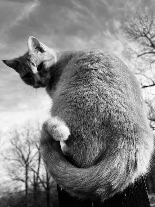 ネコ, ペット, ペットの写真の無料の写真素材