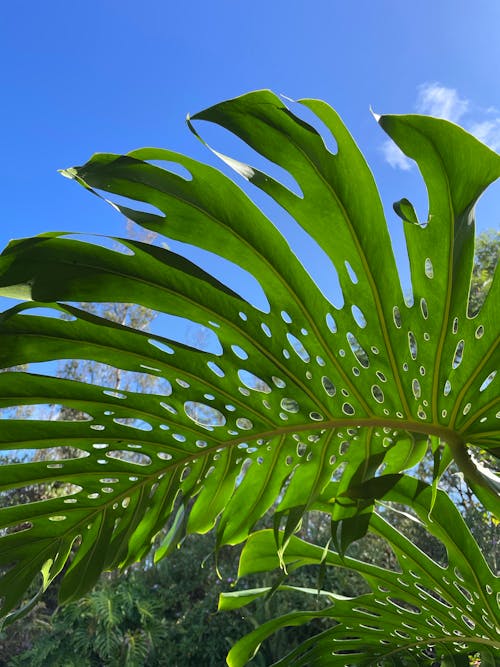 Lush Green Fronds