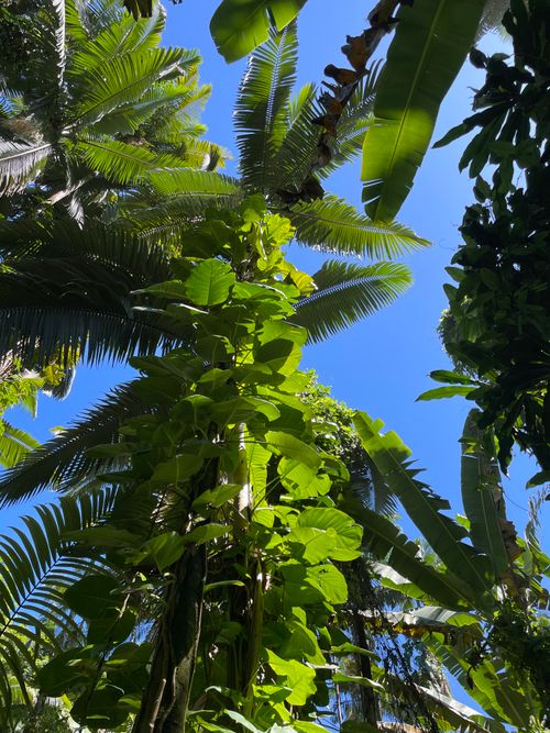Free Vibrant tropical jungle canopy view with lush green leaves and a clear blue sky, embodying nature's serenity. Stock Photo