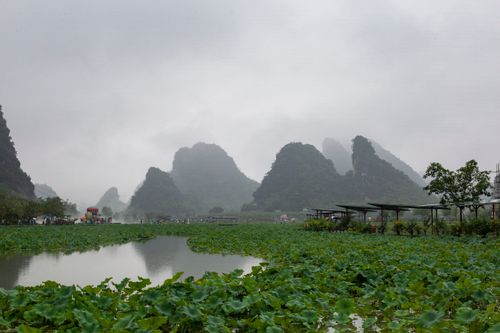 Free A serene view of lotus plants on a marsh with mist-covered karst mountains in the background. Stock Photo