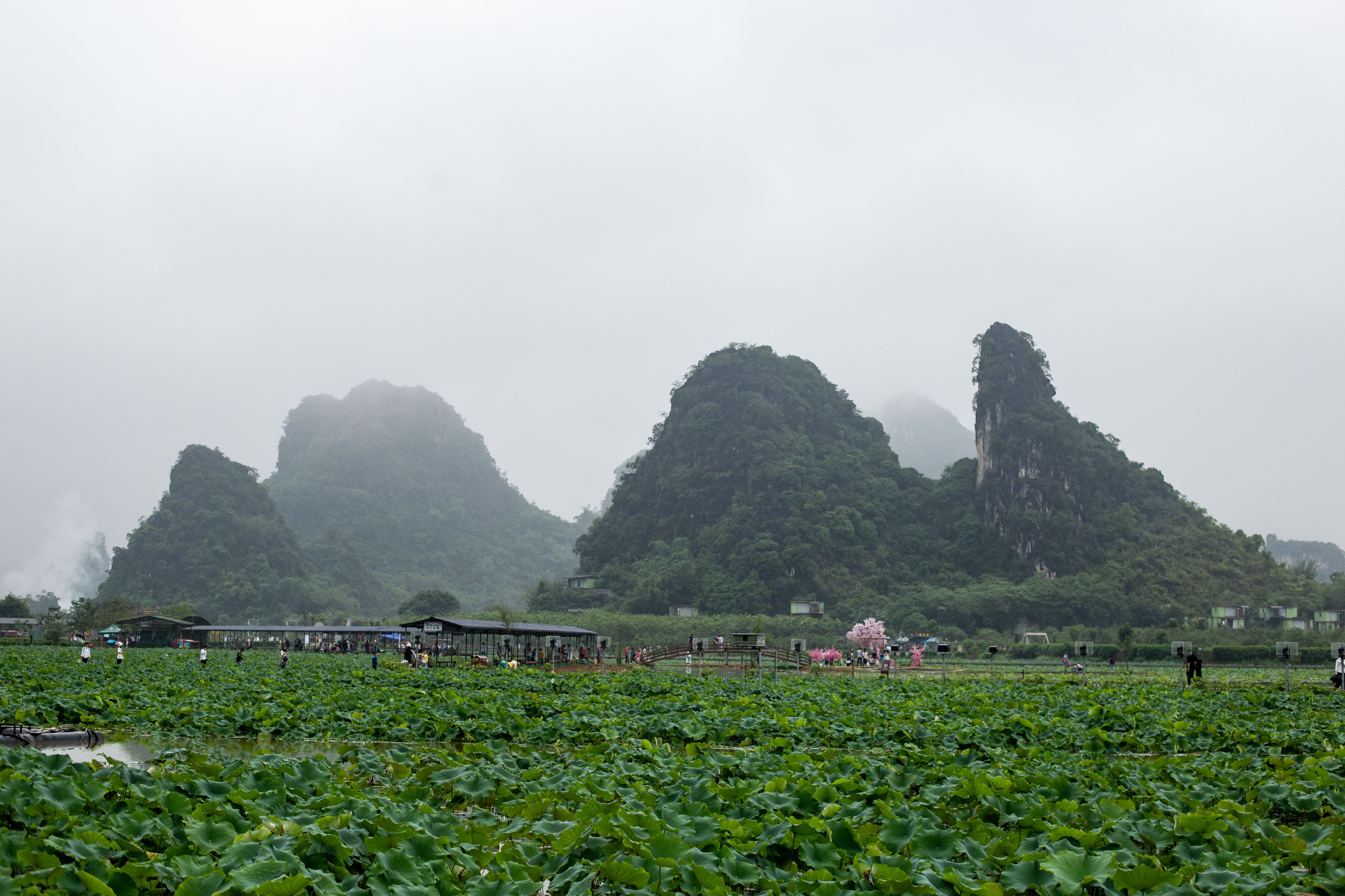 Karst peaks reflected in a lotus-covered lake at Puzhehei
