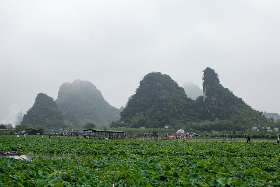 Karst peaks reflected in a lotus-covered lake at Puzhehei