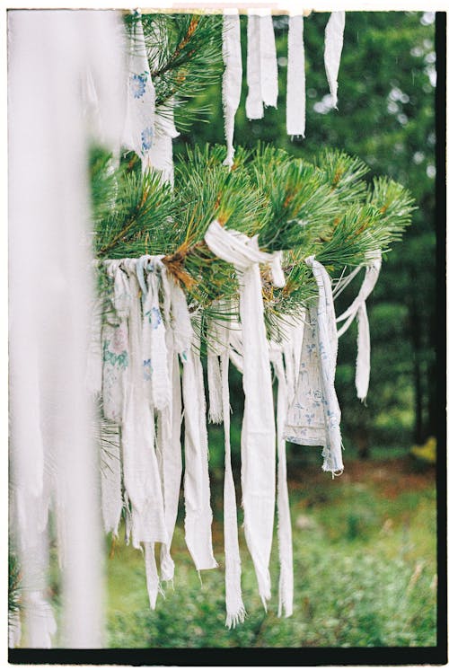 Cloths Hanging on Evergreen Branches