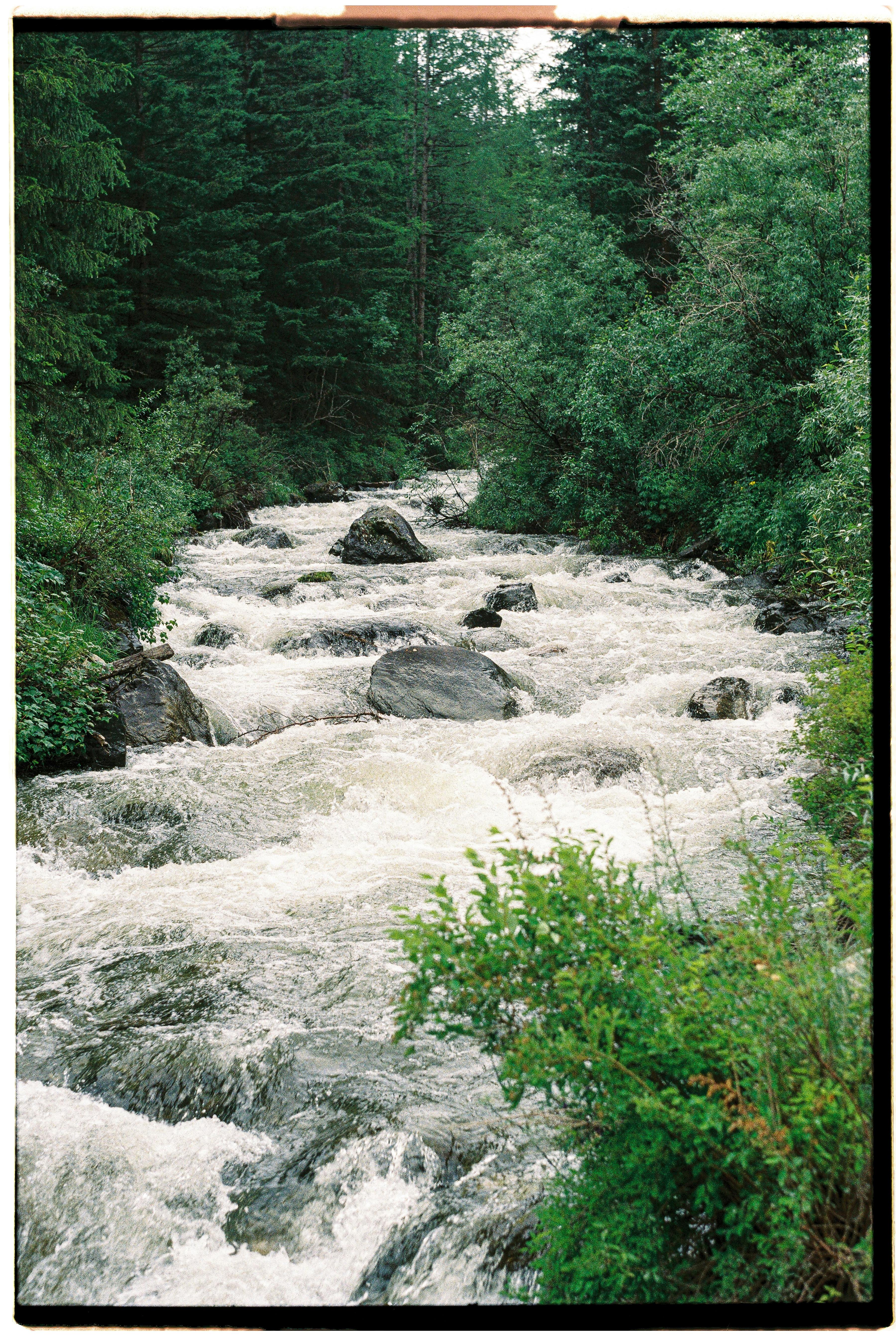 A picturesque forest stream flows over rocks amidst dense greenery.