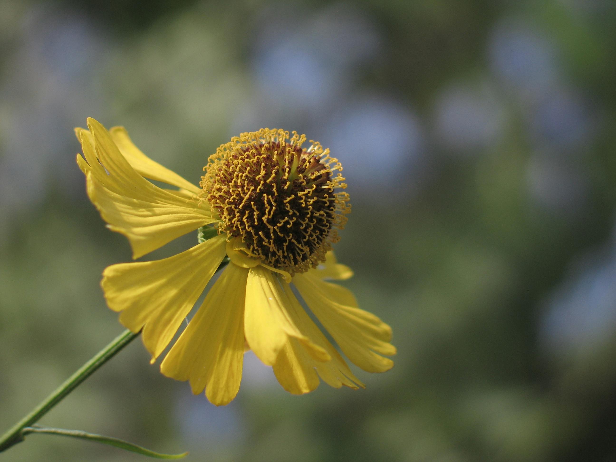 Gratuit Imagine de stoc gratuită din a închide, albastru, alocare Fotografie de stoc