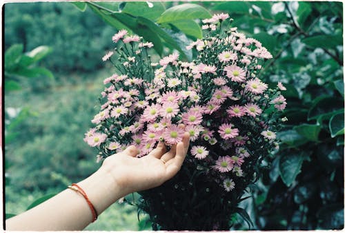 A Person Touching Flowers 