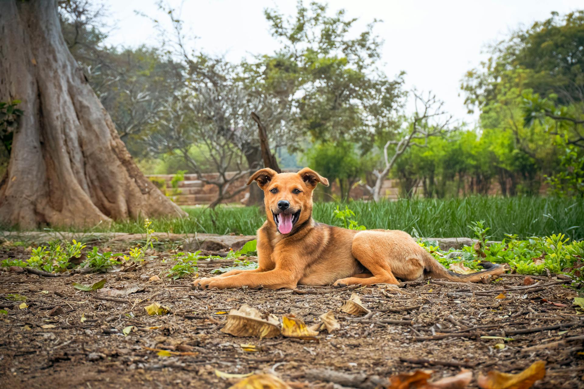 A Dog Lying on the Ground