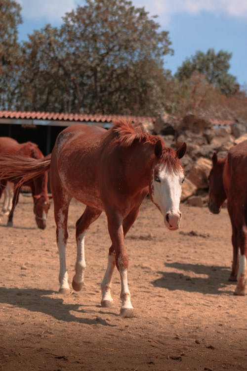 Základová fotografie zdarma na téma farma, hospodářská zvířata, kůň